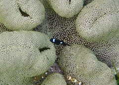 Dascyllus trimaculatus