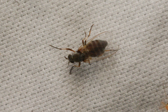 Simuliidae
