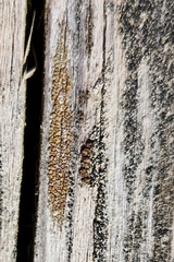Hypocenomyce scalaris