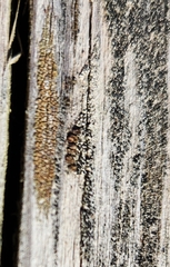 Hypocenomyce scalaris