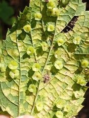 Pachypsylla celtidisasterisca