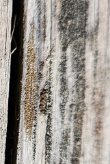 Hypocenomyce scalaris