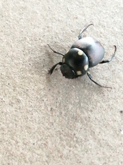 Canthon septemmaculatus