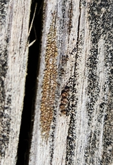 Hypocenomyce scalaris