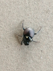 Canthon septemmaculatus