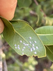 Aleuroplatus coronata