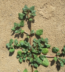 Boerhavia