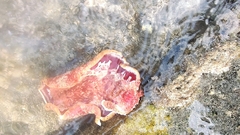 Hexabranchus