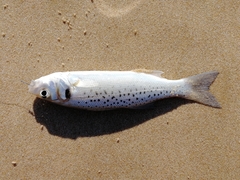 Dicentrarchus punctatus