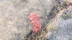 Hexabranchus