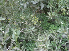 Ligusticum apiifolium