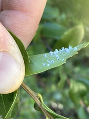 Aleuroplatus coronata