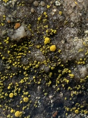 Candelariella aurella