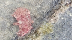 Hexabranchus
