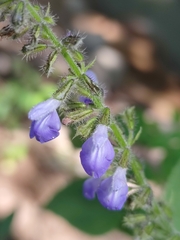Salvia longispicata
