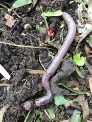 Lumbricus