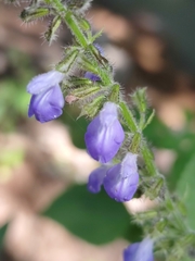 Salvia longispicata