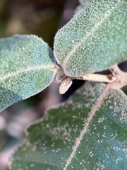 Andricus notholithocarpi