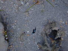 Dascyllus trimaculatus