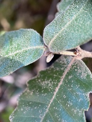 Andricus notholithocarpi