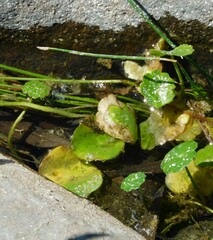 Hydrocotyle verticillata