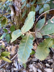 Andricus notholithocarpi