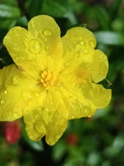 Hibbertia bracteata