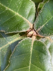 Andricus notholithocarpi