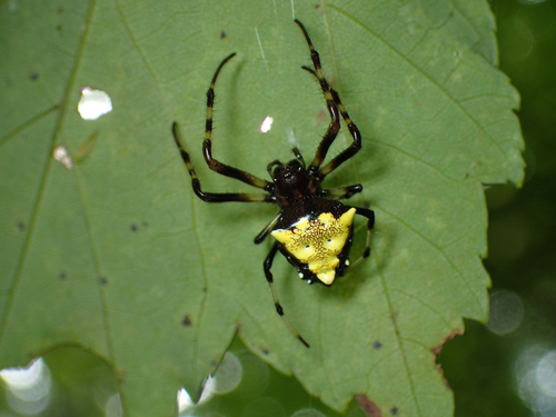 Arrowhead orbweaver