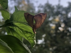 Eulithis diversilineata