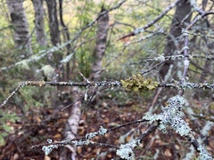Parmelioideae