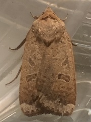 Abagrotis alternata