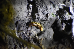 Rhysodesmus texicolens