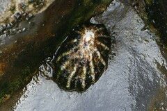 Patellogastropoda