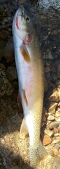 Oncorhynchus clarkii