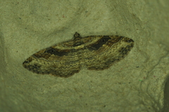 Costaconvexa centrostrigaria