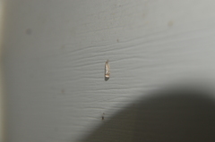 Microcrambus elegans