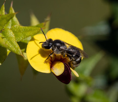 Chilalictus