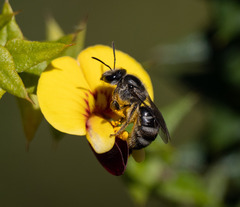 Chilalictus