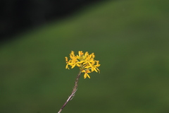 Epidendrum aura-usecheae