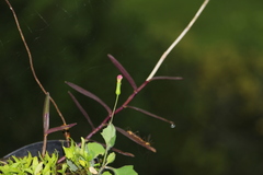 Epidendrum aura-usecheae