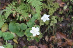 Parnassia asarifolia