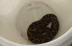 Bothrops asper