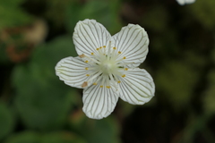 Parnassia asarifolia