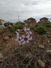 Leucocoryne purpurea