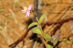 Pterogastra divaricata