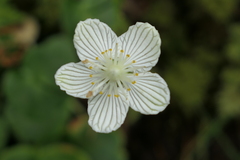 Parnassia asarifolia