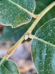 Andricus notholithocarpi