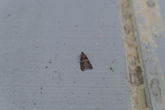 Euzophera ostricolorella