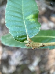 Andricus notholithocarpi